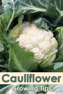 Tips For Growing Cauliflower