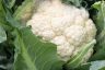 Tips For Growing Cauliflower