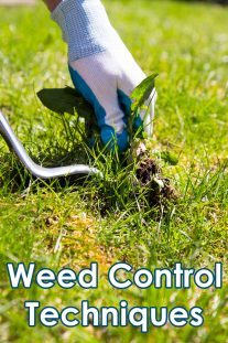 Weed Control Techniques