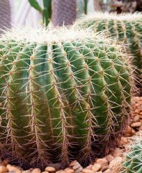All About Barrel Cactus