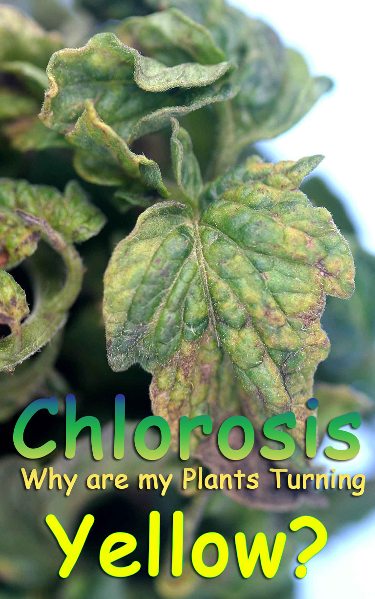 Chlorosis - Why are my Plants Turning Yellow?