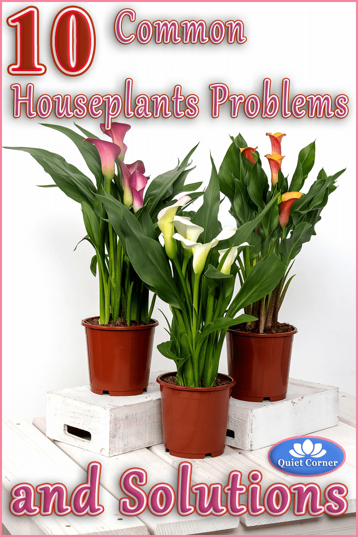 10 Common Houseplants Problems (and Solutions)