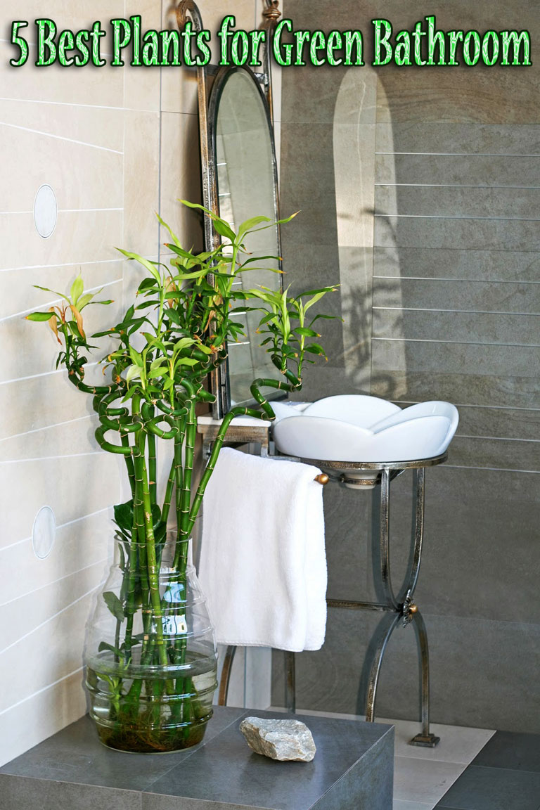 5 Best Plants for Green Bathroom