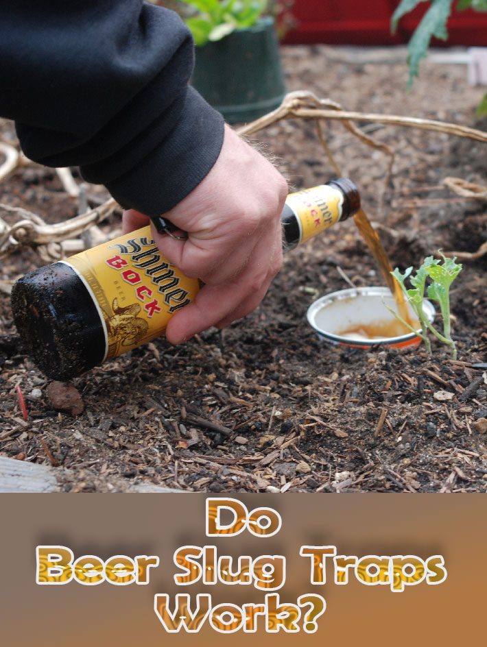 homemade slug traps