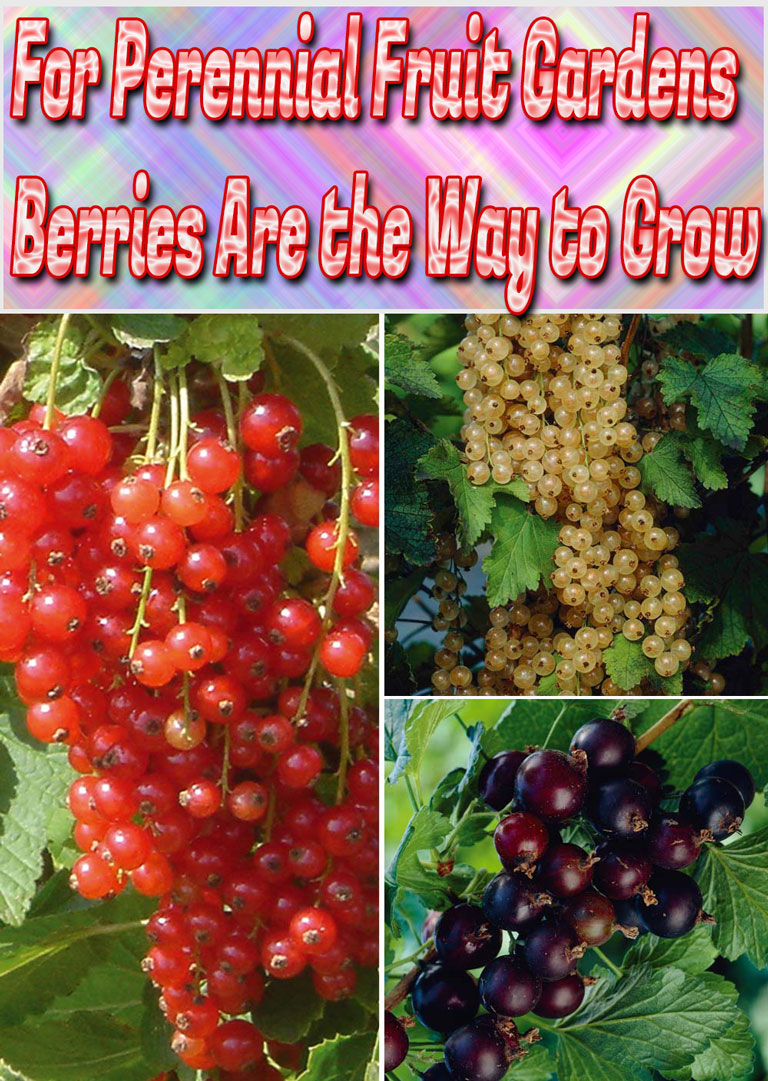 For Perennial Fruit Gardens, Berries Are the Way to Grow