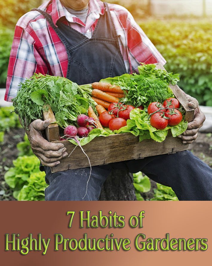 Gardening Tips – 7 Habits of Highly Productive Gardeners