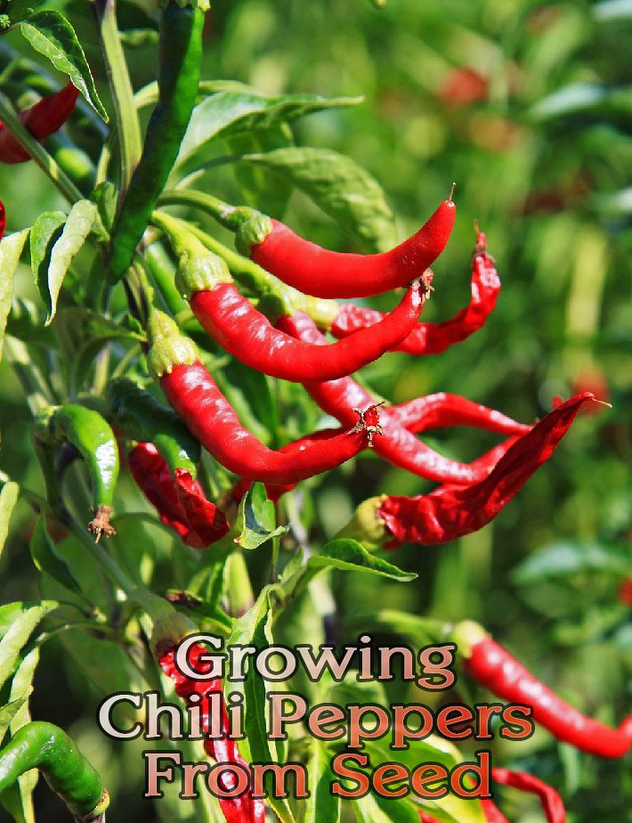 Growing Chili Peppers From Seed