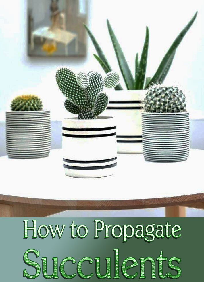 How to Propagate Succulents