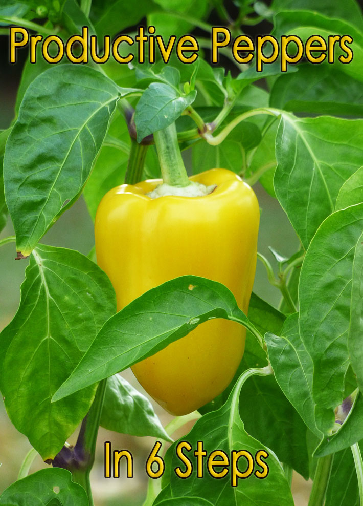 Productive Peppers In 6 Steps