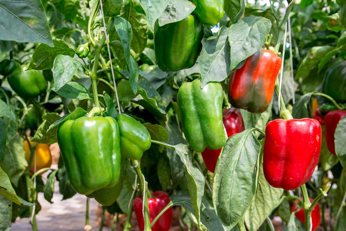 Productive Peppers In 6 Steps