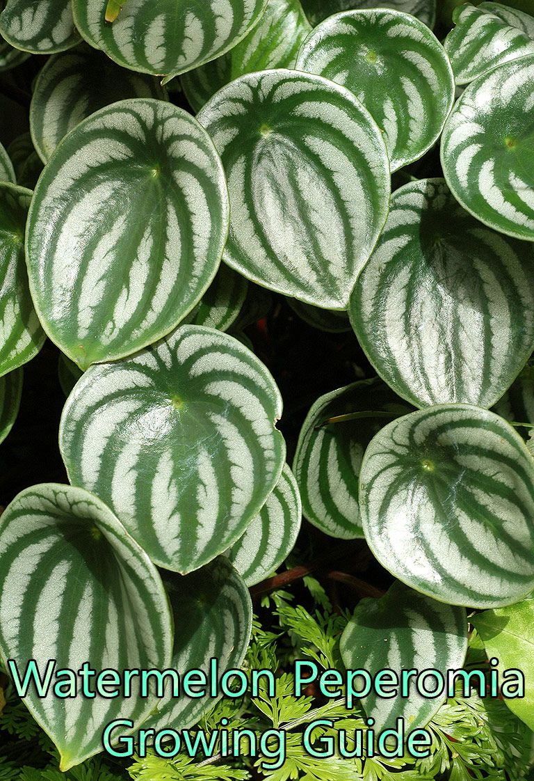 Watermelon Peperomia - Growing Guide