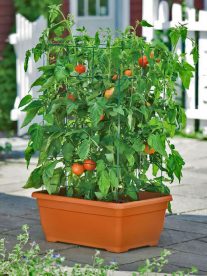 How to Start Your Tomato Container Garden