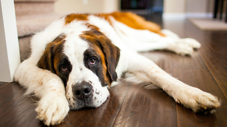 6 Reasons to Adopt a Senior Dog