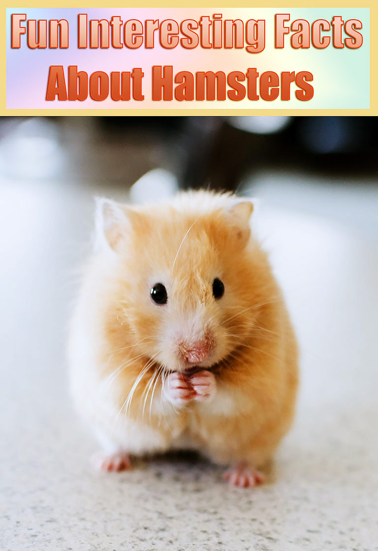 Fun Interesting Facts About Hamsters