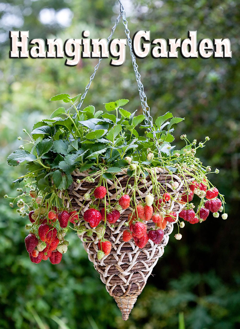 Hanging Garden: Fruits and Vegetables in Hanging Baskets