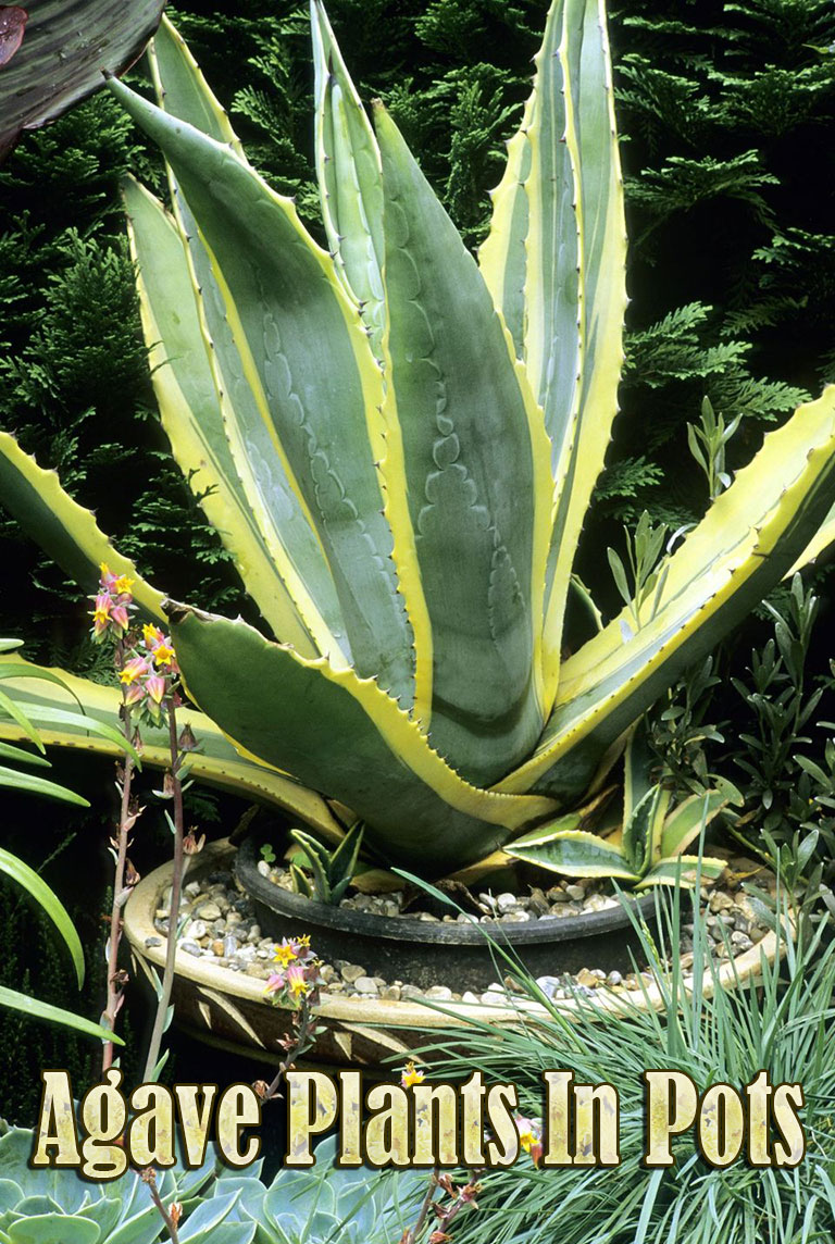 Growing Agave Plants In Pots