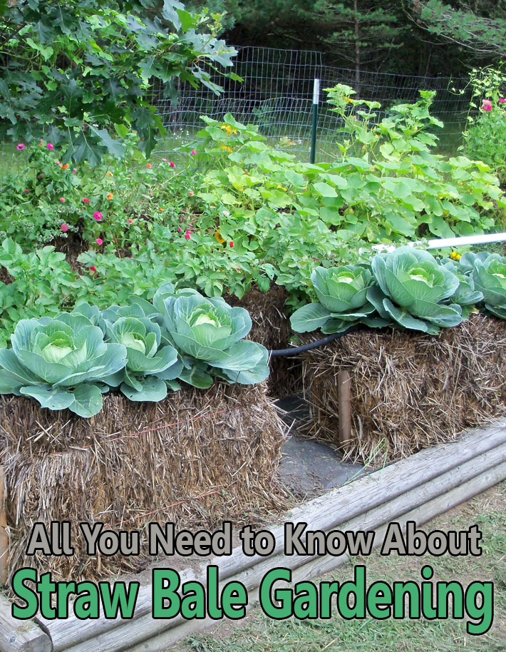 All You Need to Know About Straw Bale Gardening