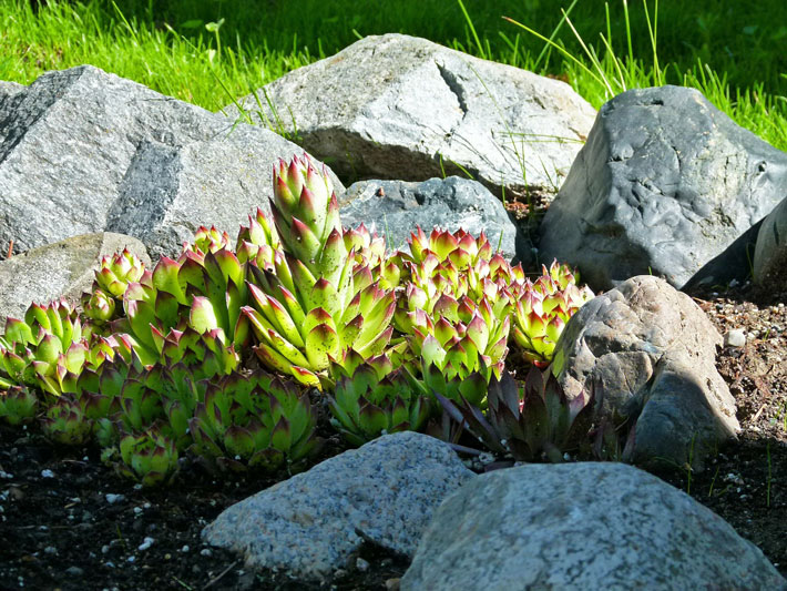 Beautiful Rock Garden Ideas