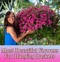 Most Beautiful Flowers For Hanging Baskets