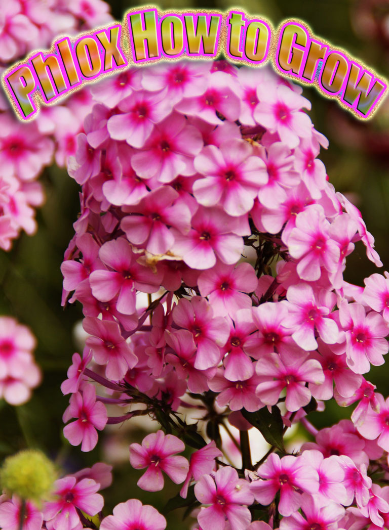 Phlox How to Grow