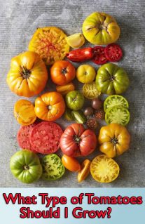 What Type of Tomatoes Should I Grow?