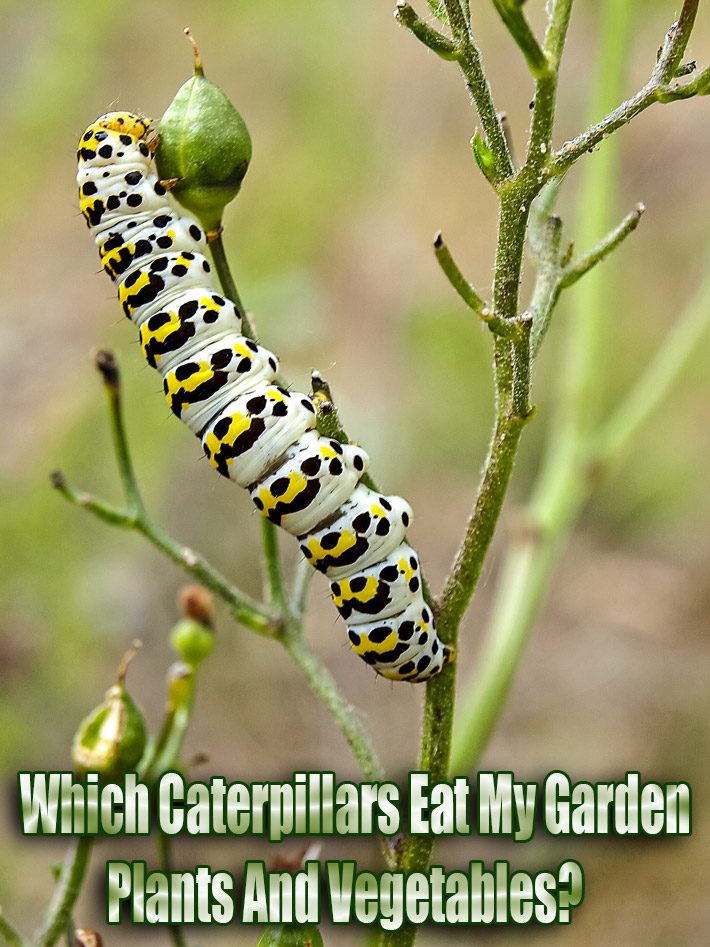 Which Caterpillars Eat My Garden Plants And Vegetables?