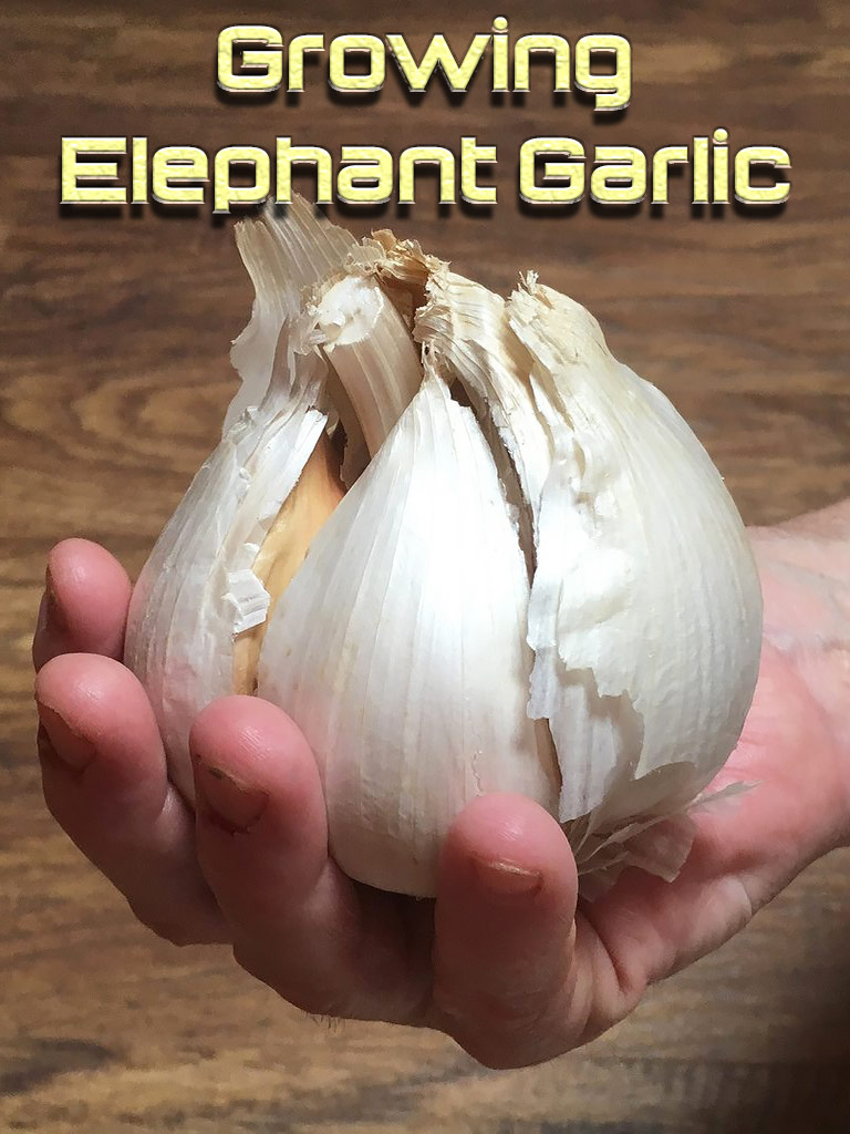 Growing Elephant Garlic