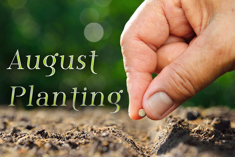 August Planting: What to Plant in Your Region in August