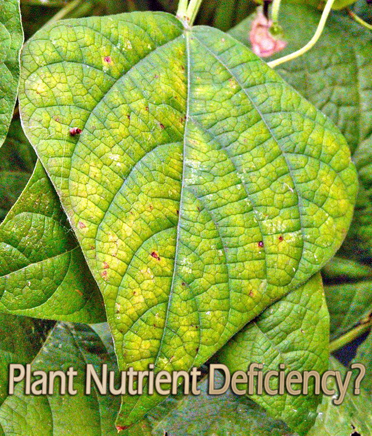 How to Identify and Fix Plant Nutrient Deficiency?