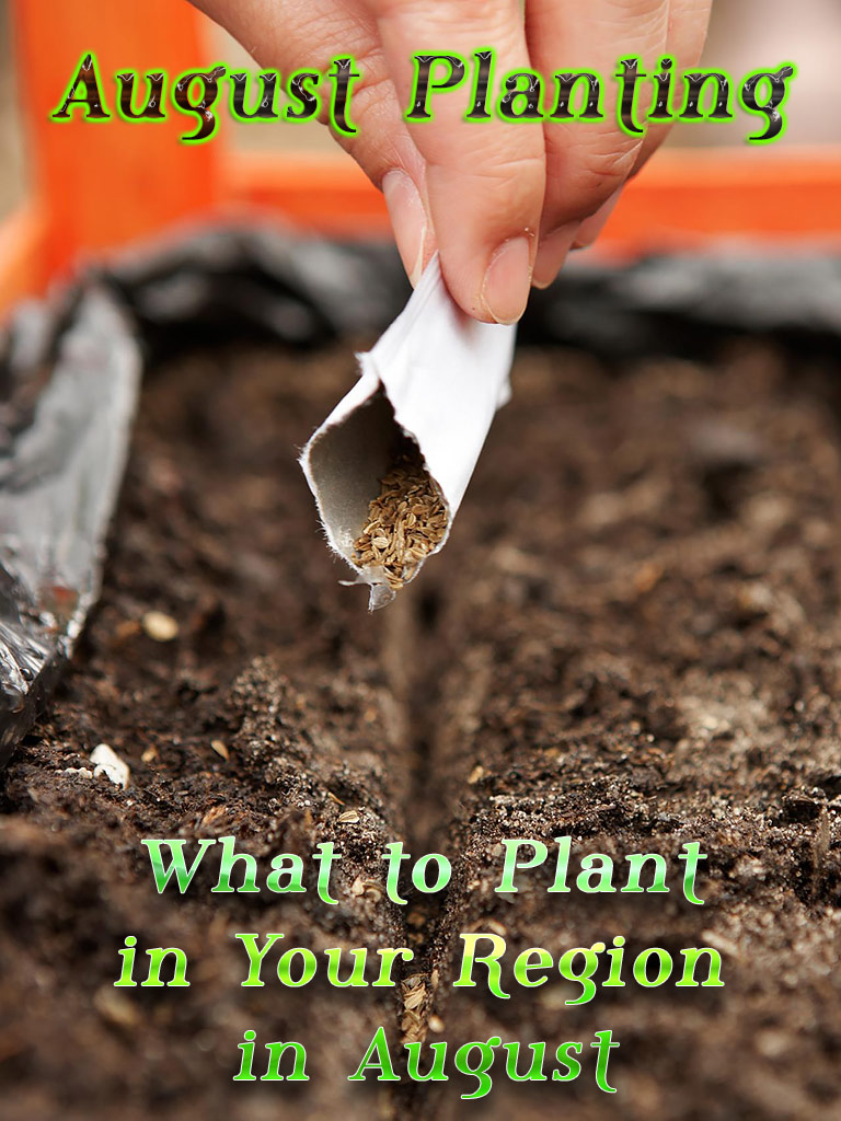 August Planting: What to Plant in Your Region in August