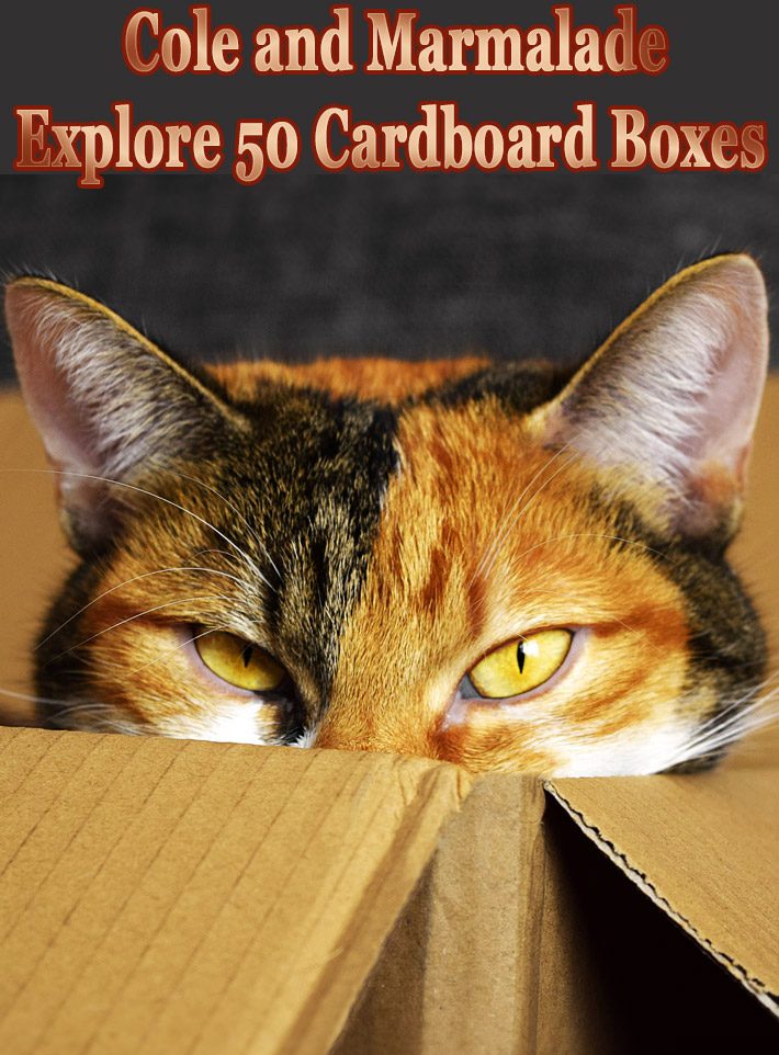 Cole and Marmalade Explore 50 Cardboard Boxes