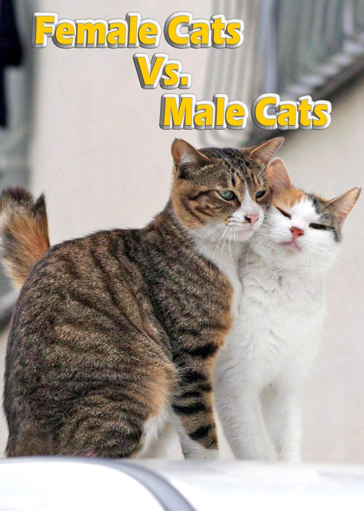 Female Cats Vs. Male Cats