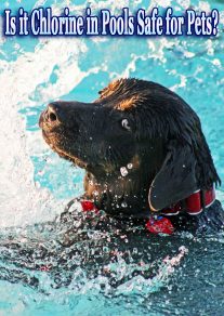 Is it Chlorine in Pools Safe for Pets