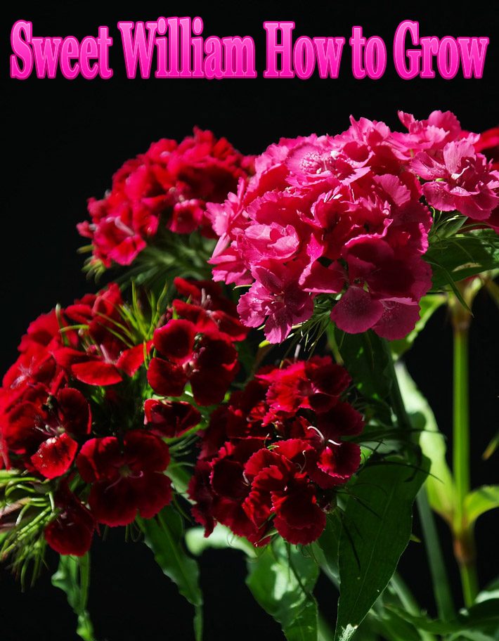 Sweet William – How to Grow