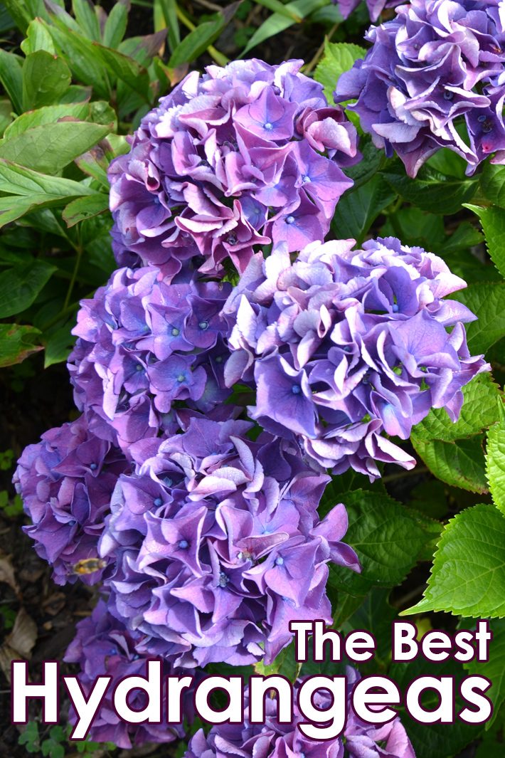 The Best Hydrangeas (Hortensia)