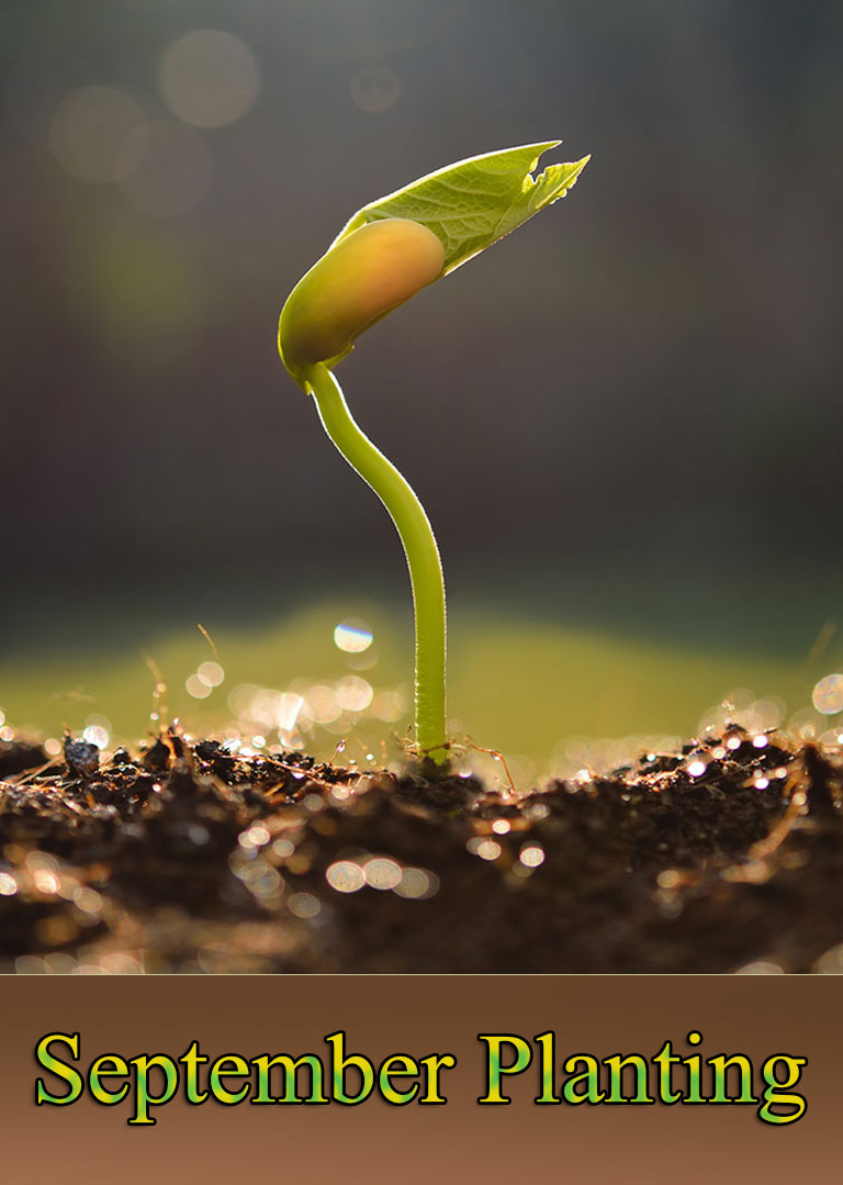 September Planting: What to Plant in Your Region