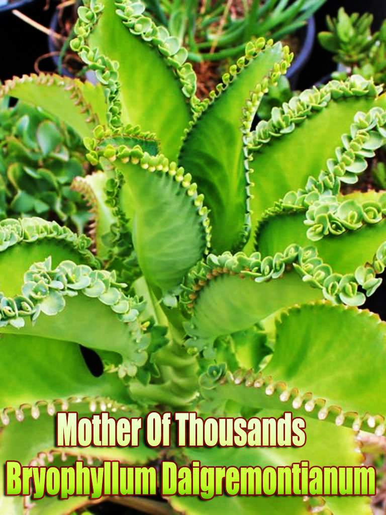 Mother Of Thousands – Bryophyllum Daigremontianum