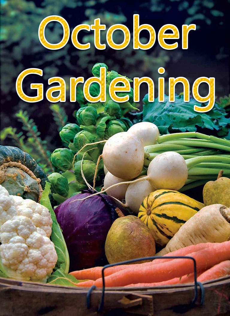 October Gardening: October Garden Tasks in Your Region