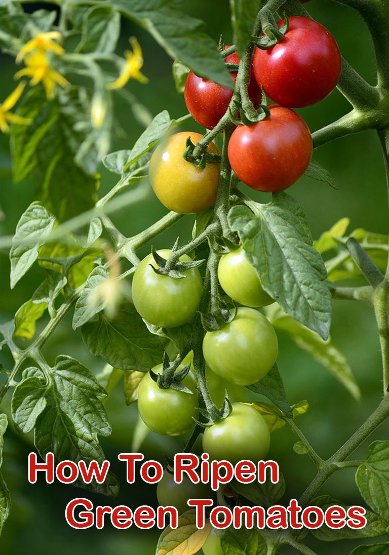 How To Ripen Green Tomatoes Indoors