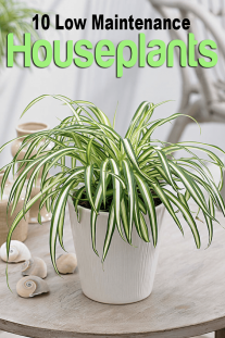 10 Low Maintenance Houseplants