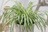 10 Low Maintenance Houseplants