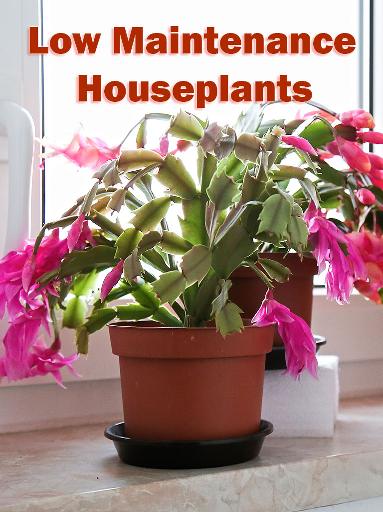 10 Low Maintenance Houseplants for Black-Thumb Gardeners