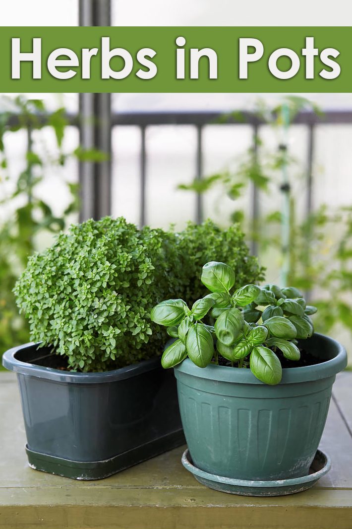 Herbs in Pots