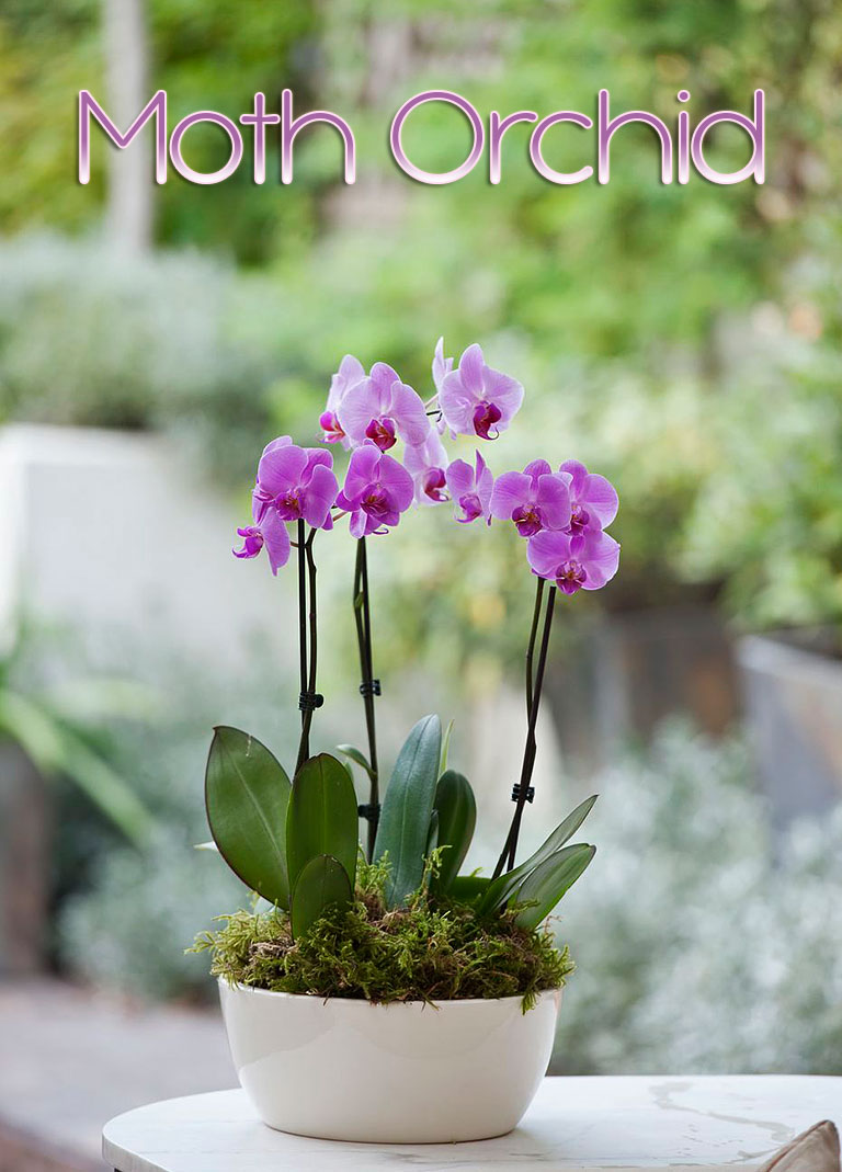 Moth Orchid - Care Tips, Propagating & More