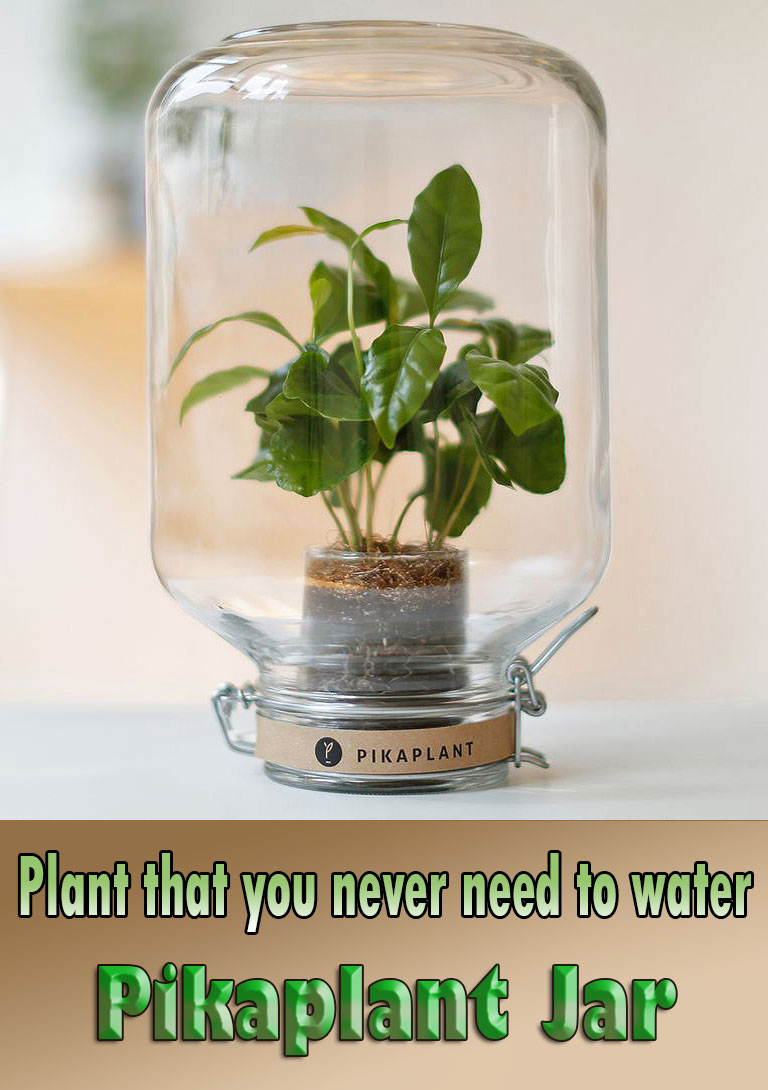 Plant that you never need to water - Pikaplant Jar