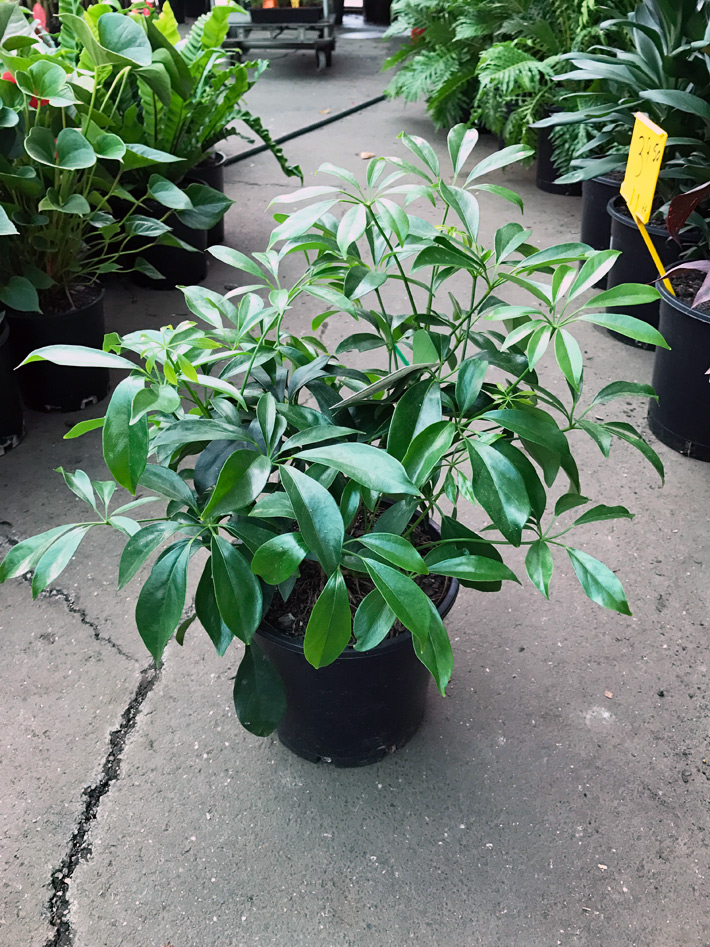 Schefflera Arboricola