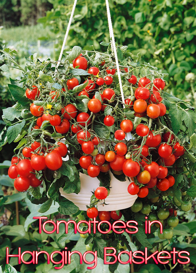 Next Spring Grow Your Tomatoes in Hanging Baskets