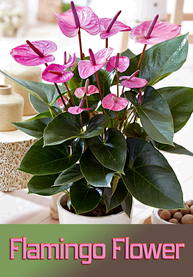 Flamingo Flower – Info, Care and More