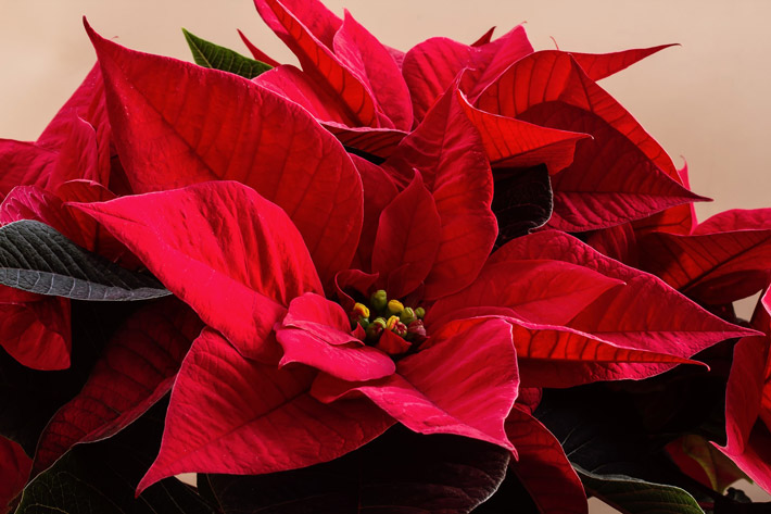 How To Multiply & Extend Your Poinsettia