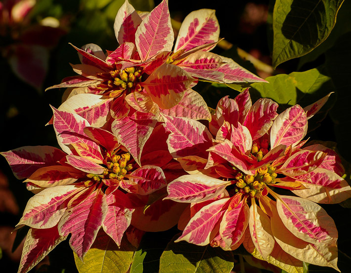 How To Multiply & Extend Your Poinsettia